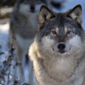 Wolf Fox
